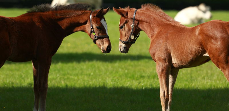 TWO OF OUR THOROUGHBRED FOALS